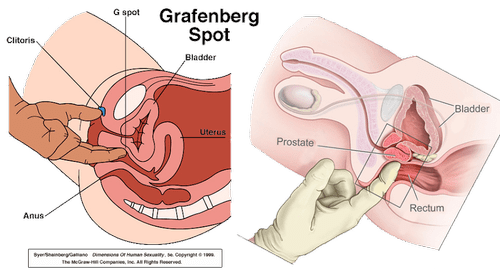 Khám phá điểm G của phụ nữ - Chạm tới đâu sướng tới đó 4 Khám phá điểm G của phụ nữ 3