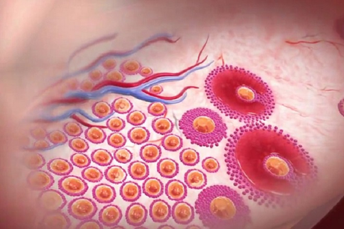 biểu hiện ngày rụng trứng 3