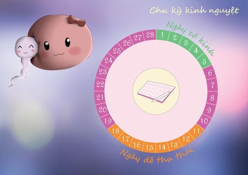 Cách tính ngày rụng trứng để thụ thai và tránh thai các nàng nên biết 3 cách tính ngày rụng trứng 2