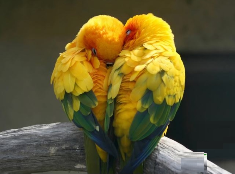 Bộ sưu tập tranh treo phòng ngủ vợ chồng đẹp có ý nghĩa 5 tranh treo phòng ngủ vợ chồng